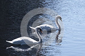 Lovely pair of mute swans with the curved necks