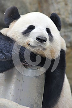 Lovely panda photo