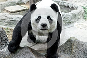 Lovely panda eating bamboo