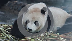 The lovely panda eats fresh bamboo shoots