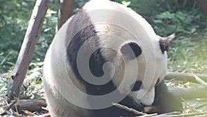 The lovely panda eats fresh bamboo shoots