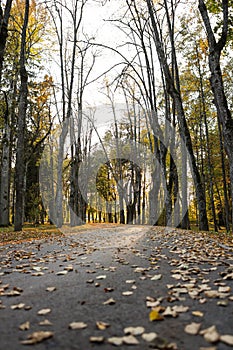 Lovely park asphalt road near large trees with yellow fallen leaves on the ground in autumn