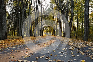 Lovely park asphalt road near large trees with yellow fallen leaves on the ground in autumn