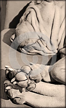 Lovely paws of a sharpei