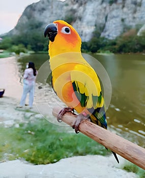 a lovely peacock birl cute