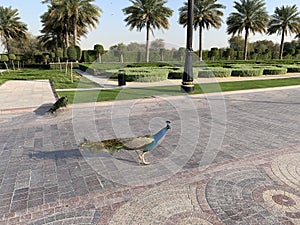Lovely Peacock in Dubai Gardens
