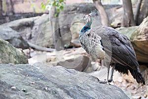 A lovely peafowl shot in the woods