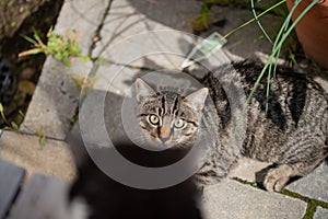 Young cat exploring a garden