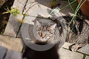 Young cat exploring a garden