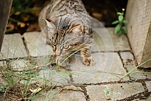 Young cat exploring a garden