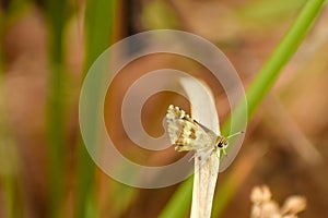 lovely picture of small butterfly indian skipper spialia galba sitting on grass photo