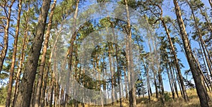 Lovely pine forest panoramic image