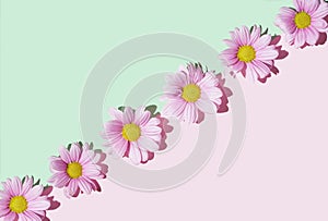 Lovely pink daisy flowers aligned in diagonal against pastel pink and green  background.Flat lay composition