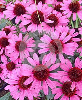Lovely pink echinacea cone flowers