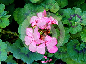 Lovely pink geranium flower plant photo