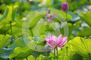 Lovely pink lotus flowers blooming among lush leaves in a pond under bright summer sunshine