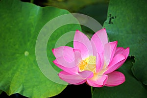 Lovely pink lotus flowers blooming among lush leaves in a pond under bright summer sunshine