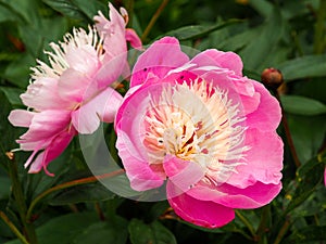 Lovely pink peony flowers, Paeonia lactiflora Bowl of Beauty
