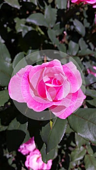 Lovely pink rose