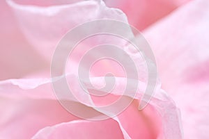 Lovely pink rose petals closeup