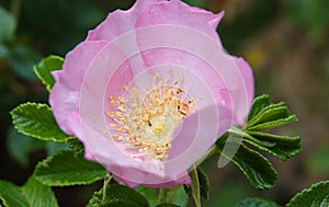 Lovely pink single rose