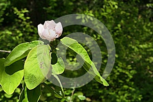 Lovely pink to white flower of Quince tree, latin name Cydonia Oblonga