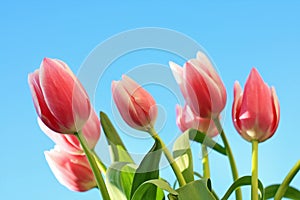 Lovely pink tulips