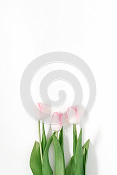 Lovely pink tulips in the background. Beautiful spring flowers. Card for the holiday