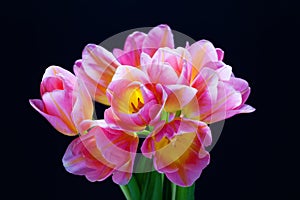 Lovely pink tulips on black background
