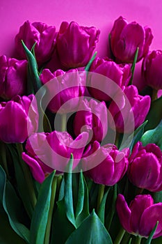 Lovely pink tulips on pink background