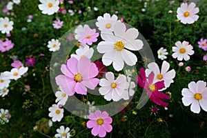 Lovely pink and white cosmos flowers blooming in the garden. Floral background
