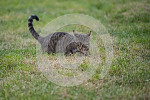 Lovely playful gray cat with striped fur