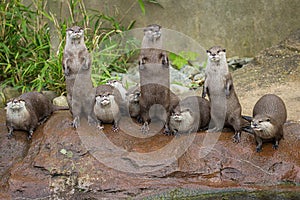 Lovely playful otters in symmetrical stand photo
