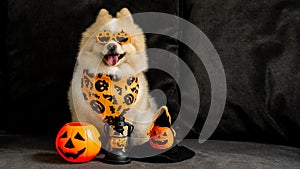 Lovely pomeranian dog with halloween pumpkin and witch hat on the dark sofa