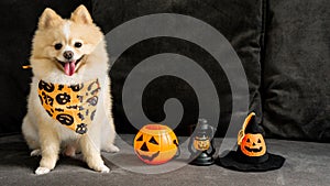 Lovely pomeranian dog with halloween pumpkin and witch hat on the dark sofa