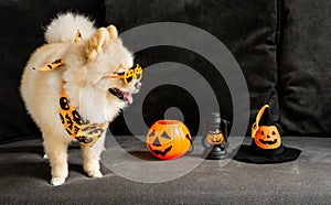 Lovely pomeranian dog with halloween pumpkin and witch hat on the dark sofa