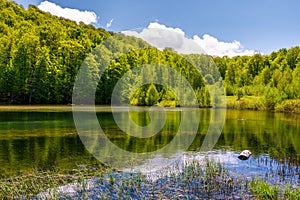 Lovely pond in the forest on a hillside