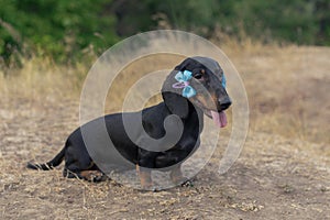 Lovely portrait of a dog puppy breed dachshund black tan, with blue bow-knot on the ears in the autumn park