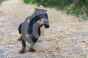 Lovely portrait of a dog puppy breed dachshund black tan, in the cap of a cowboy in the green forest