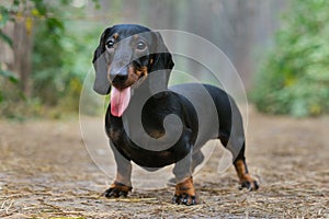 Lovely portrait of a dog puppy breed dachshund black tan, in the green forest smiling with tongue