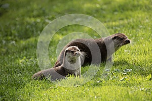 Lovely portrait of otter Mustelidae Lutrinae in Summer sunlight on lush grass