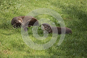 Lovely portrait of otter Mustelidae Lutrinae in Summer sunlight on lush grass