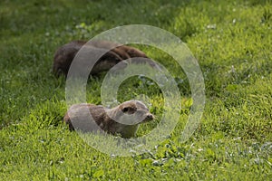 Lovely portrait of otter Mustelidae Lutrinae in Summer sunlight on lush grass