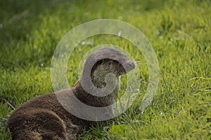 Lovely portrait of otter Mustelidae Lutrinae in Summer sunlight on lush grass