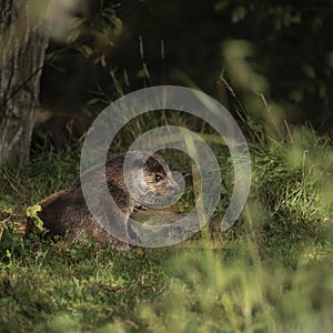 Lovely portrait of otter Mustelidae Lutrinae in Summer sunlight on lush grass