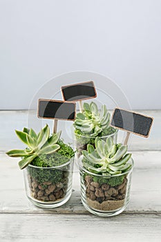 Lovely presents for wedding guests with succulent plants in glass containers