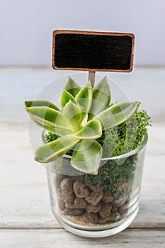 Lovely presents for wedding guests with succulent plants in glass containers
