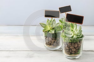 Lovely presents for wedding guests with succulent plants in glass containers