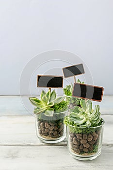 Lovely presents for wedding guests with succulent plants in glass containers