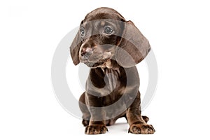 Lovely puppy dachshund waching in a white studio